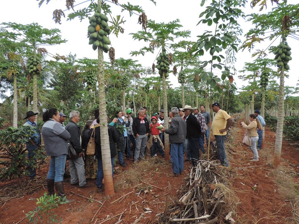 Coater realiza dia de Campo para cultivo do mamão formosa