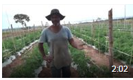 Cultivo de Tomate Cereja - PA Eldorado dos Carajas