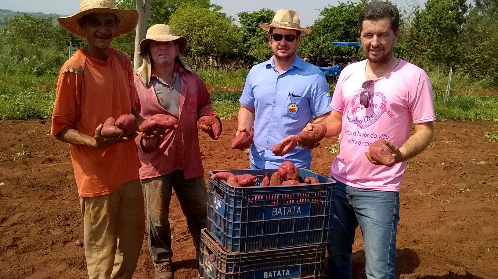 Venda de Batata Doce - Empresa Silvanei Batatas - Martinópolis - SP